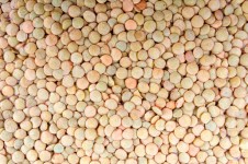 Dry lentils background