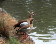 Egyptian geese waterfowl