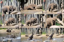 Elefant colaj 2