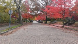 Fall In The Regent Square
