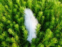 Feather in pianta