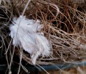 Feather in the dry grass