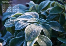 Februar-Kalender