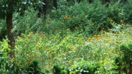 Fält av orange blommor.