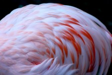 Flamingo peří zblízka