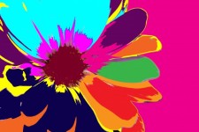 Blumen Hintergrund Daisy Makro