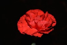 Blumen-Hintergrund-Detail Makro Rot