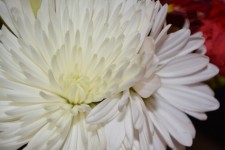 Blumen-Hintergrund Weiß Macro