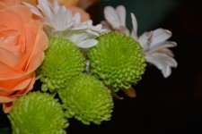 Blumen-Blüten Bouquet
