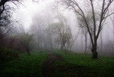 Leśna droga w mglisty poranek
