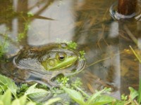 青蛙在池塘