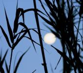 Full Moon Through The Reeds
