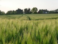 Grain fält
