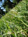 Grass close up