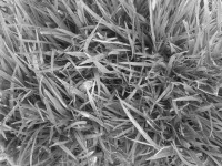 Textura de la hierba IV