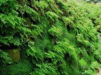緑のシダ滝