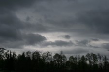 Grey Sky Above The Trees