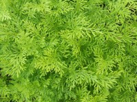 Zielone rośliny tekstury