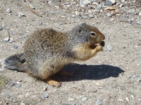 Ground Squirrel With Nut