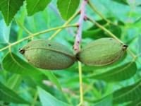 Growing pecan nuts