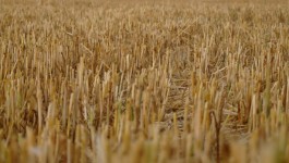 Harvested grain