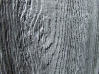 La texture du bois