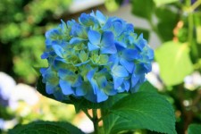 Hortenzia virág kék árnyalatú