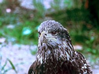 Immature bald eagle