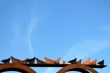 Iron Pigeons