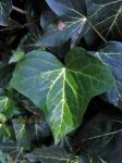 Ivy Leaf With White Veins