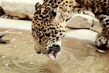 Jaguar beber