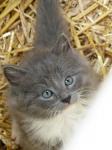 Gatito con los ojos azules