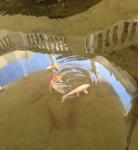 Koi Pond с отражением