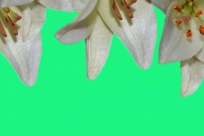 Lily Blumen Jade Hintergrund