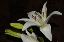 Lily Partei-Blumen-Hintergrund Makro