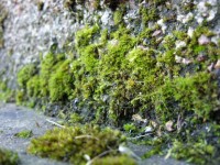 Moss a štěrk zeď