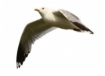 Flygseagull