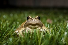 Herr Toad