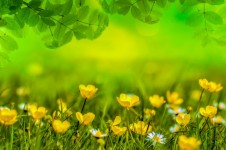 Natural backgrounds with flowers