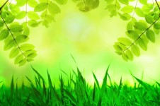Fondo verde natural