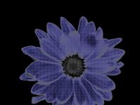 Neon Art Daisy Blüten-Blumen-Makro
