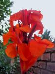 Flor canna laranja