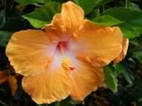 Оранжевый цветок гибискуса