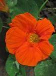Orange nasturtium flower