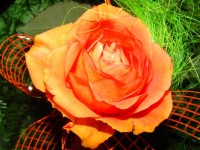 Oranžové růže