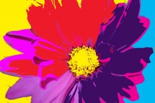 塗らレインボーデイジーの花マクロ