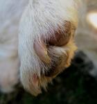 Paw And Nails Of Jack Russell