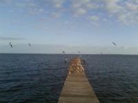Pier Mořští ptáci