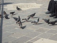 Pigeon Feeding