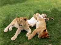 Pile of cubs